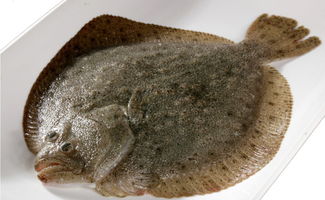 奧科美攜手上海嘉燕 以智慧可追溯體系樹(shù)水產(chǎn)行業(yè)新標(biāo)桿