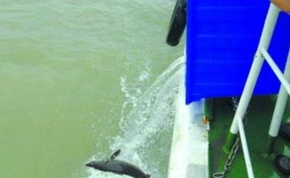 國(guó)內(nèi)外水產(chǎn)動(dòng)態(tài)與行業(yè)趨勢(shì) 信息洞察與未來(lái)發(fā)展